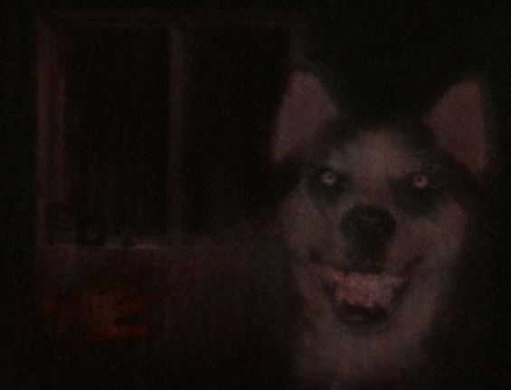 SURVIVE SMILE DOG screenshot 1