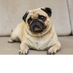 The pug ROBLOX group