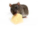 Rat are cute eating cheese