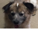 My dog is so epic