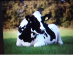 Cow Nation and ANY ANIMAL NATION <3