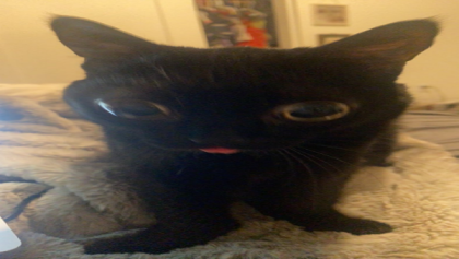 big foot jinx blep Roblox decal