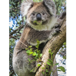 Cute Koalas Squad
