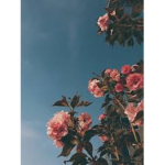 Bliss X Full