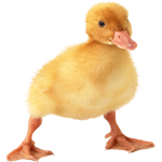 Quackers Fan Club