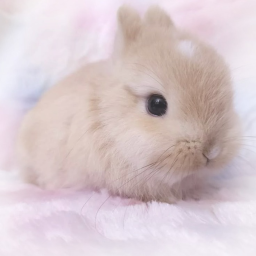 ε(´｡╹꒳╹`)っ🧁