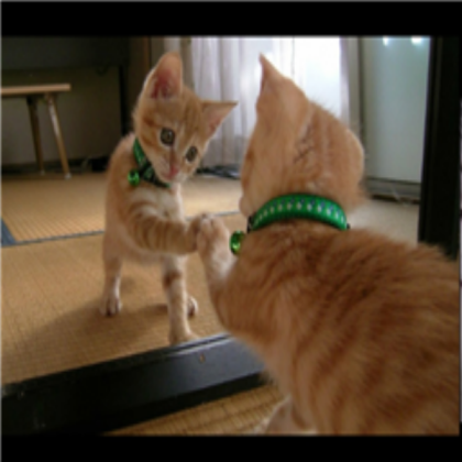 Cat Roblox decal