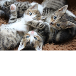 *The Cute Kittys*