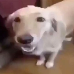 Butter Dog Fan Group