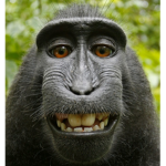 The_Monkey_Mafia