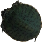 Turtle's United roblox