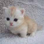 Kitten Paw Studios