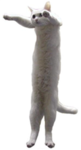 Longcat Fan Club :D