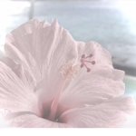 Flowy's Flowers!