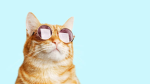 cool cats party!