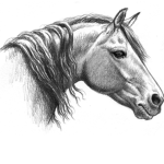 Willow Stables Equestrian Group