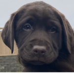 Chocolate Labrador club