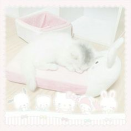 𝚜𝚠𝚎𝚎𝚝 𝚠𝚒𝚝𝚝𝚕𝚎 𝚋𝚎𝚊𝚌𝚑 ☁️🐑