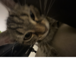 We <3 cats :3