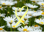 Sundaisy farm