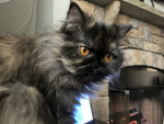 Cat lovey