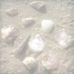 ˗ˏˋ 🐚 ｡ ˚ . 🫧  ♡ . 🌺 