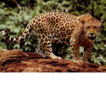 The Official Jaguar Group