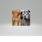 mutts are the best type of dog