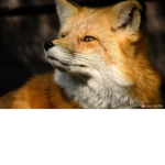 #fox nation.