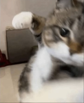 十?