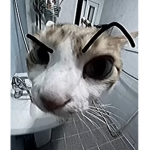 el gato club 4ever