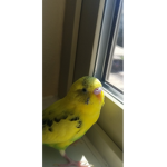 MangomangoMango