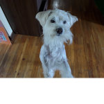 Cheers to my dog Coco!