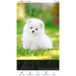 Play with Bailee!