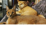 doges and dog and rat united kingdom