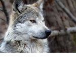 The Wolves 4 life
