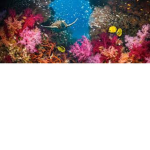 the ocean life group help the ocean