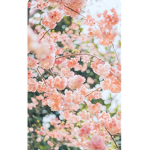 Hello Sunflowers!!