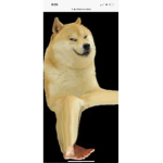 The cookie doge squad