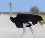 Ostrich team