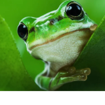!FROGGIES UNITED!