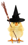 MR CHICKS