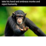 The Only Monke Gang