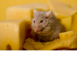 Rat Vibes (disco link!)