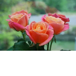 Rose Simulator icon