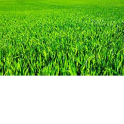 Touch Grass. icon