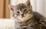 Kk Kittens