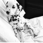 Dalmatian Deluxe !
