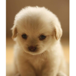 Love dogs >:D