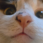 evil bella